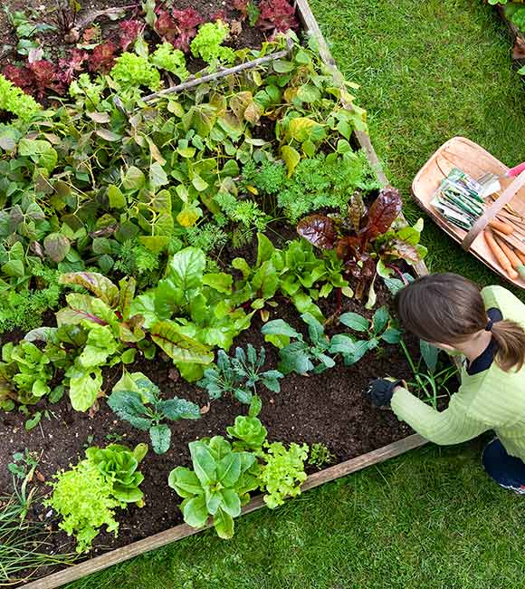 woman gardening in her vegetable garden
